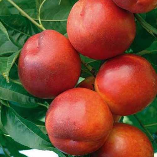 Nektarine Morsiani 90 interface.image 1 interface.art 4864