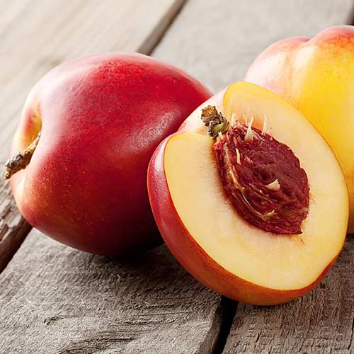 Nektarine Orlando interface.art Bild 1 Nektarine Orlando interface.image 1 interface.art 4288