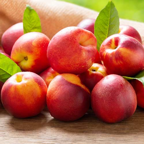 Nektarine Rafale interface.art Bild 1 Nektarine Rafale interface.image 1 interface.art 4286