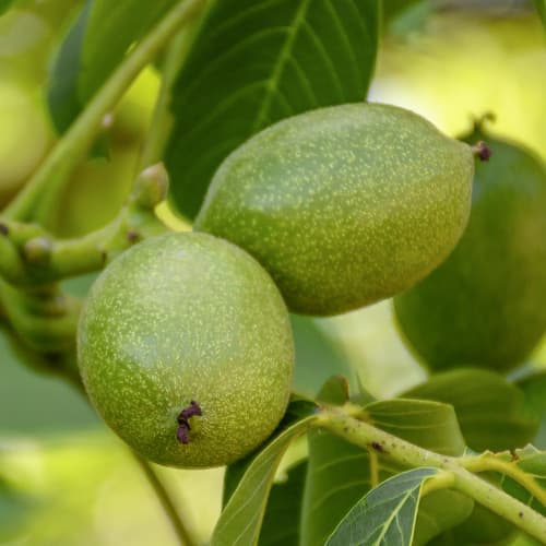 Nussbaum Franquette, C2 interface.image 1 interface.art 9686