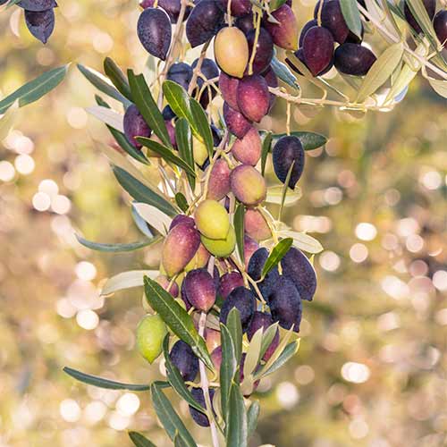 Olivenbaum (columnar) Arbequina interface.art Bild 1 Olivenbaum (columnar) Arbequina interface.image 1 interface.art 2017