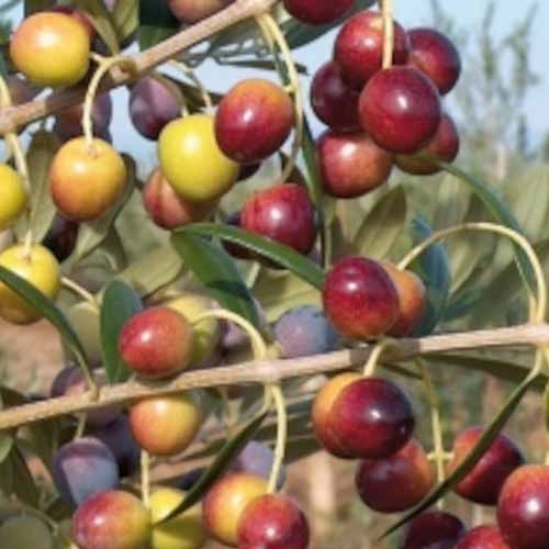 Olivenbaum (Olive) Arbequina, С2 interface.image 1 interface.art 7964