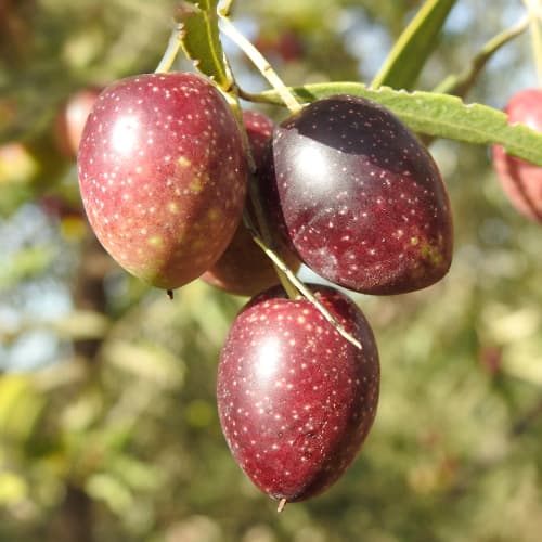 Olivenbaum (Olive) Carolea, C2 interface.image 1 interface.art 9680