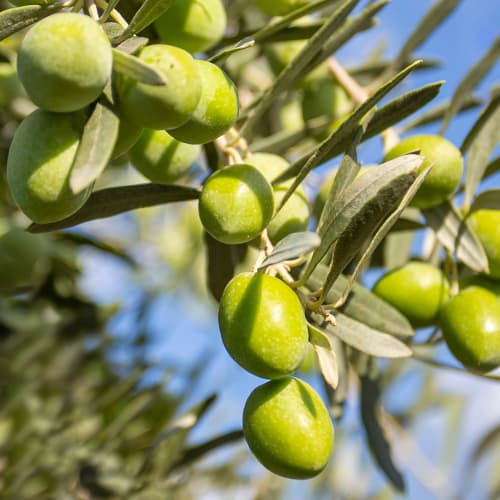 Olivenbaum (Olive) Damaskinati, C2 interface.image 1 interface.art 9682