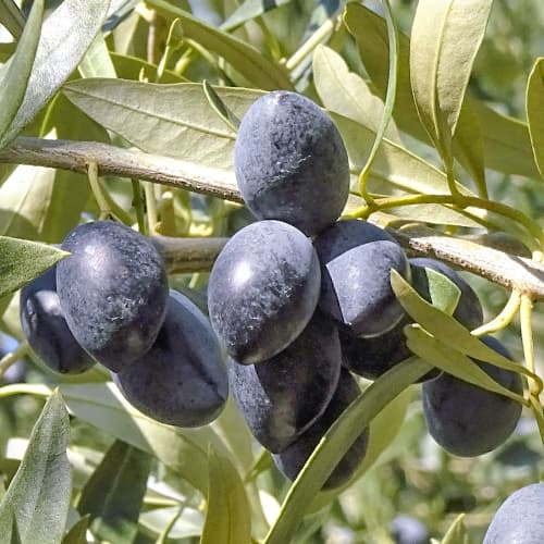 Olivenbaum (Olive) Kalamon, C2 interface.image 1 interface.art 9683