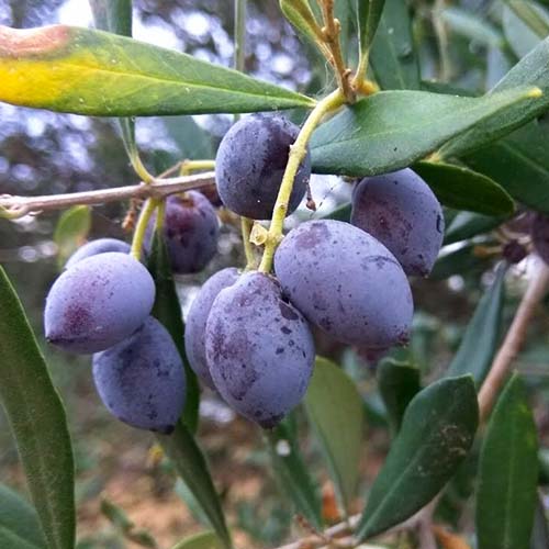 Olivenbaum (Olive) Koroneiki interface.image 1 interface.art 4289