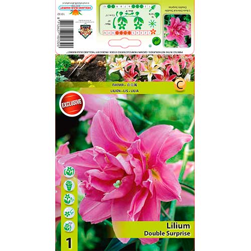 Lilie Double Surprise interface.art Bild 1 Lilie Double Surprise interface.image 1 interface.art 76307