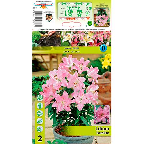 Orientalische Lilie Farolito interface.art Bild 1 Orientalische Lilie Farolito interface.image 1 interface.art 76308