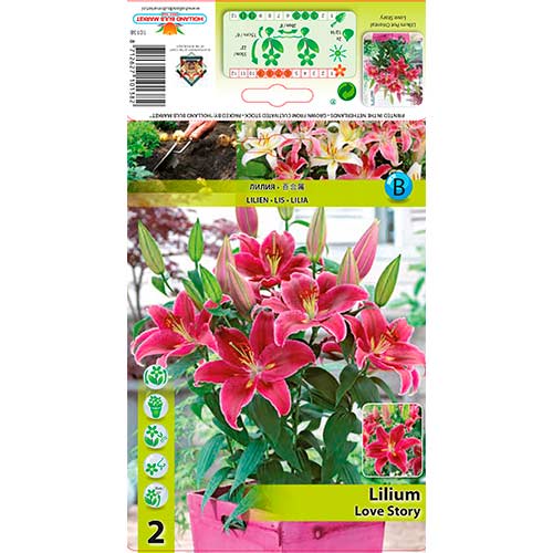 Orientalische Lilie Love Story interface.image 1 interface.art 76313