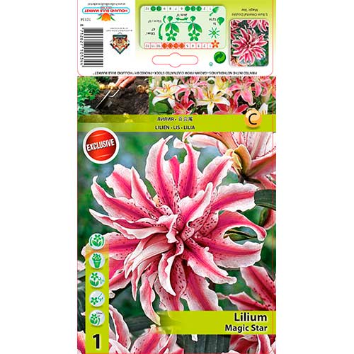 Orientalische Lilie Magic Star interface.art Bild 1 Orientalische Lilie Magic Star interface.image 1 interface.art 76314