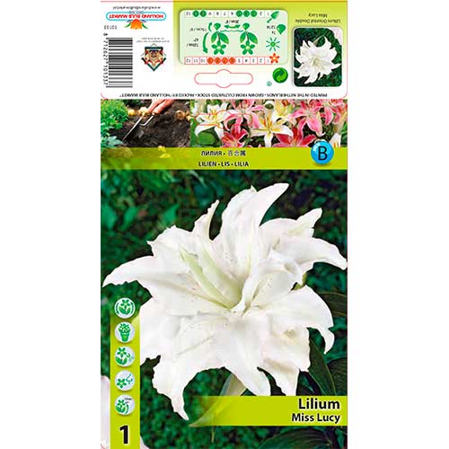 Lilie Miss Lucy interface.image 1 interface.art 76316