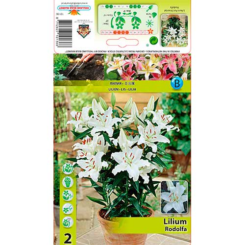 Orientalische Lilie Rodolfa interface.art Bild 1 Orientalische Lilie Rodolfa interface.image 1 interface.art 76607