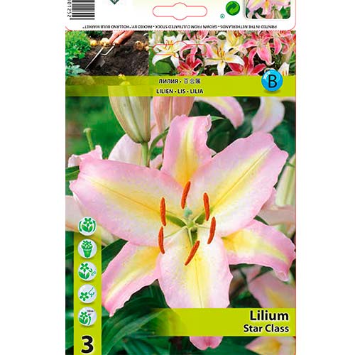 Orientalische Lilie Starr Class interface.art Bild 1 Orientalische Lilie Starr Class interface.image 1 interface.art 76478