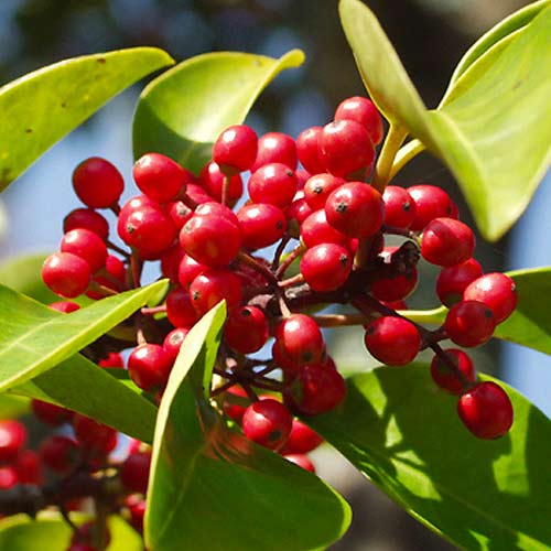 Padub Red Dot interface.art Bild 1 Padub Red Dot interface.image 1 interface.art 5612