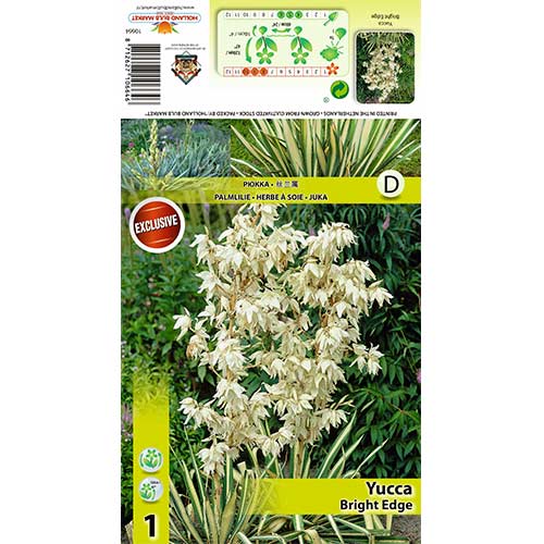 Palmlilie Bright Edge interface.art Bild 1 Palmlilie Bright Edge interface.image 1 interface.art 70456