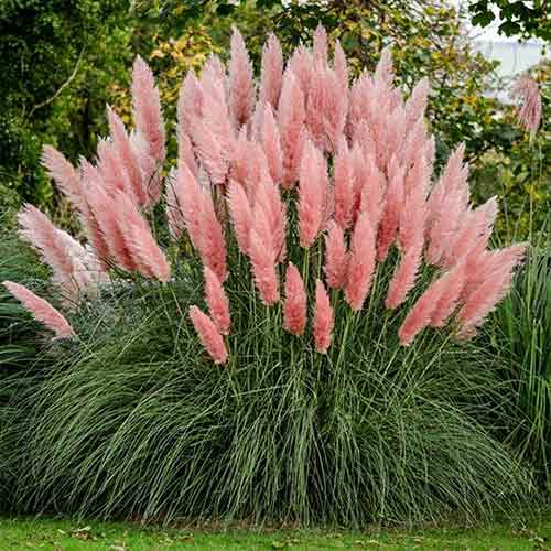 Pampasgras Pink Feather, С2 interface.art Bild 1 Pampasgras Pink Feather, С2 interface.image 1 interface.art 4751