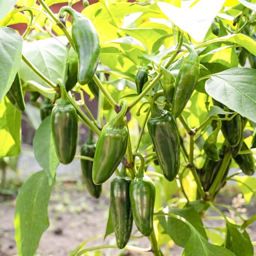 Paprika Cancan Kiepenkerl interface.image 1 interface.art 50068