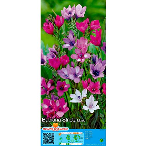 Pavianblume, Farbmischung interface.image 1 interface.art 76380