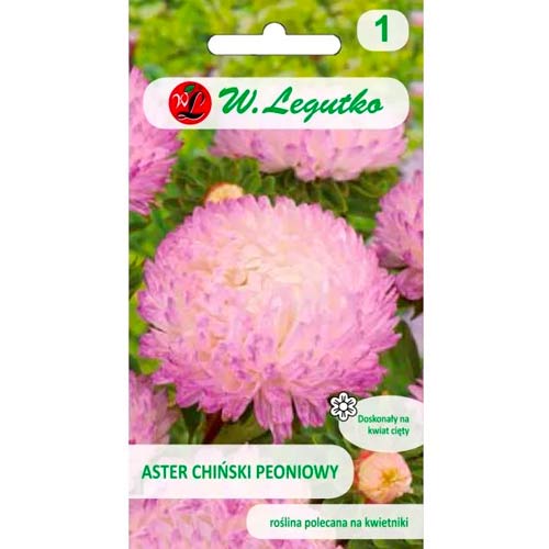 Peonienaster weiß-rosa Legutko interface.image 1 interface.art 78523