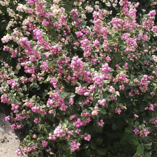 Perlmuttbeere Amethyst, C2 interface.image 1 interface.art 8583