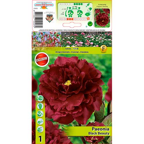 Pfingstrose Black Beauty interface.image 1 interface.art 76335