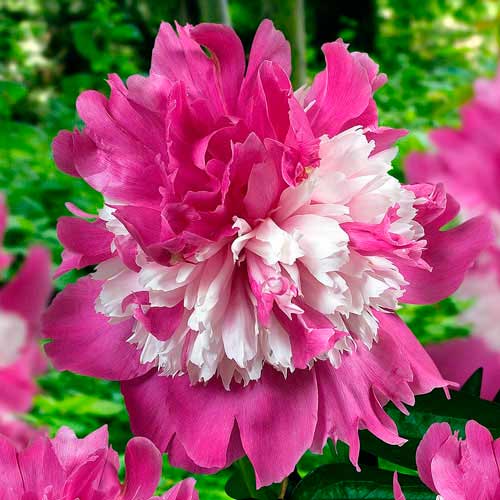 Pfingstrose Celebrity interface.image 1 interface.art 76129