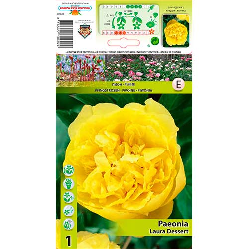 Pfingstrose Laura Dessert interface.image 1 interface.art 76614