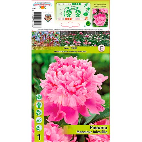 Pfingstrose Monsieur Jules Elie interface.art Bild 1 Pfingstrose Monsieur Jules Elie interface.image 1 interface.art 76615