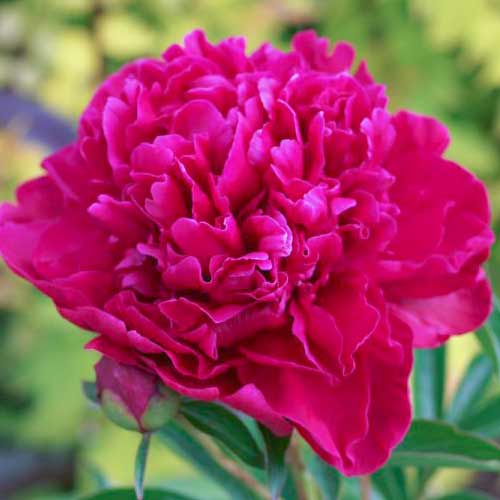 Pfingstrose Paul M Wild interface.image 1 interface.art 76338