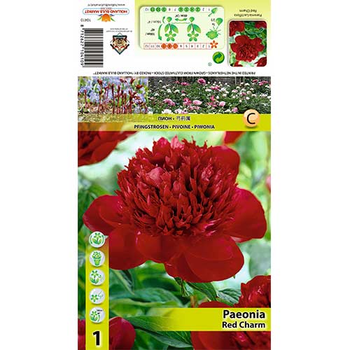 Pfingstrose Red Charm interface.art Bild 1 Pfingstrose Red Charm interface.image 1 interface.art 70444