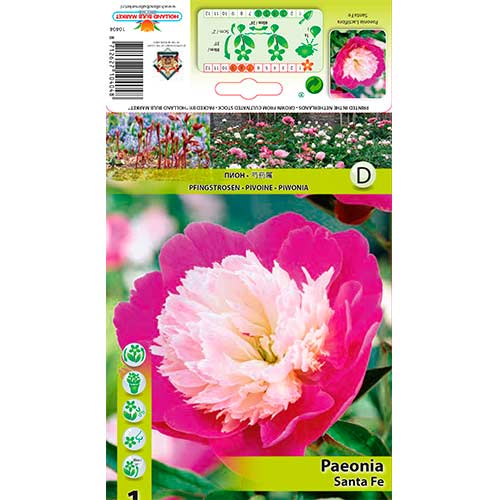 Pfingstrose Santa Fe interface.art Bild 1 Pfingstrose Santa Fe interface.image 1 interface.art 76339