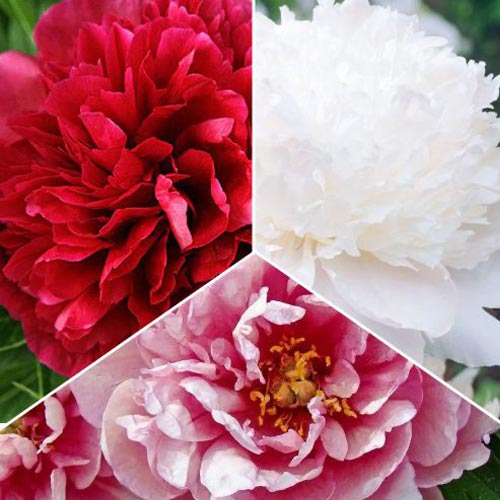 Pfingstrose, Set mit 3 Setzlingen interface.art Bild 1 Pfingstrose, Set mit 3 Setzlingen interface.image 1 interface.art 77809