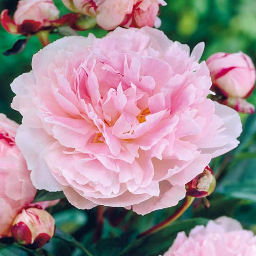 Pfingstrose Taff interface.image 1 interface.art 76341