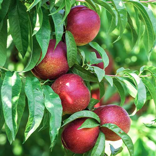 Pfirsich (columnar) King Part interface.image 1 interface.art 2018