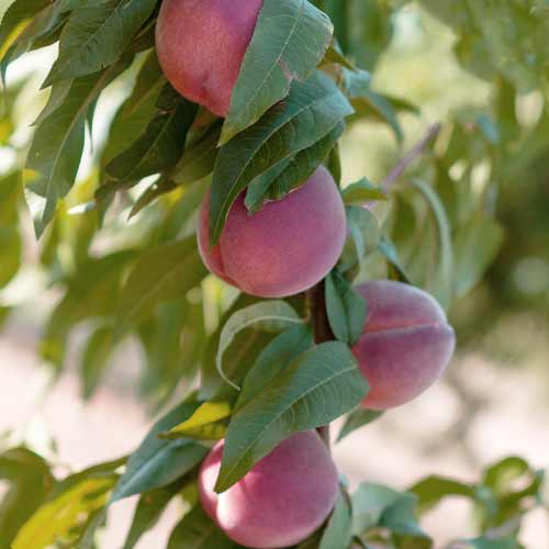 Pfirsich (columnar) Lolita interface.image 1 interface.art 2019