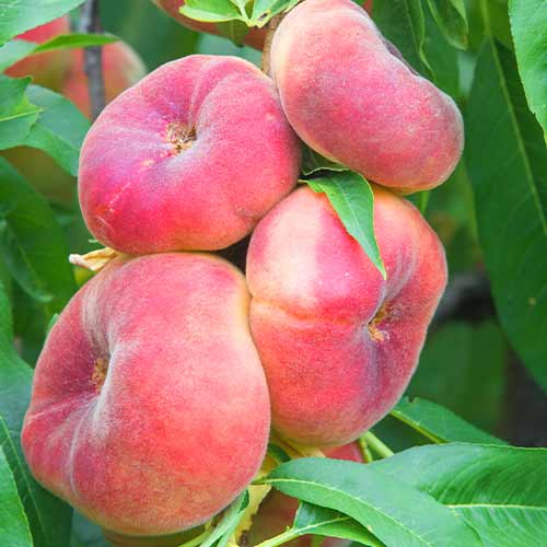 Pfirsich (columnar) Saturn interface.image 1 interface.art 2020