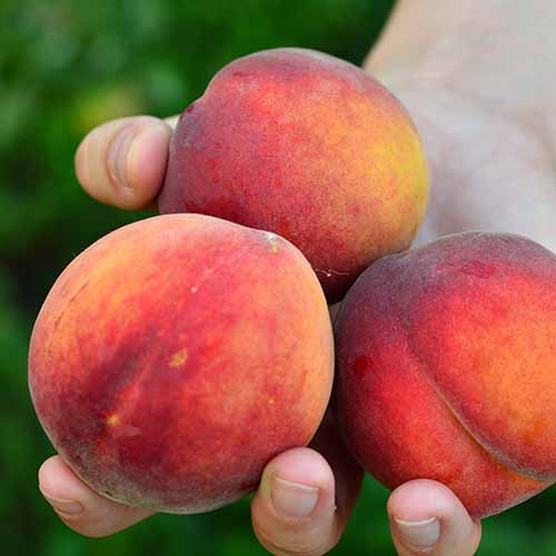 Pfirsich Fair Time interface.art Bild 1 Pfirsich Fair Time interface.image 1 interface.art 4867