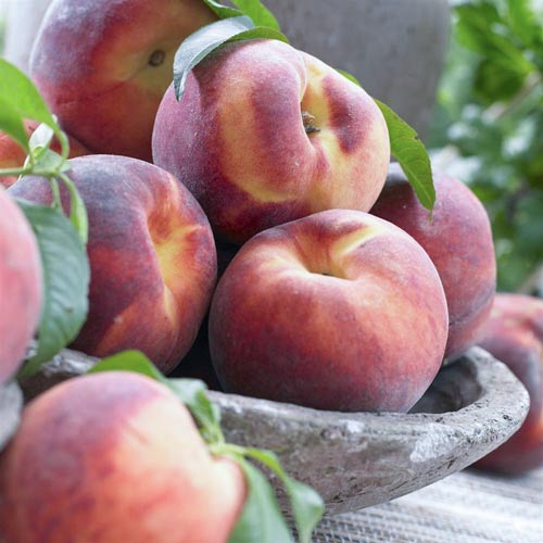 Pfirsich Haly Gali, С2 interface.image 1 interface.art 7992