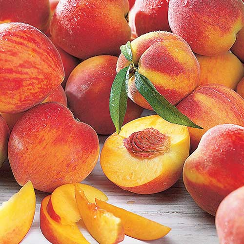 Pfirsich Maria Bianca interface.image 1 interface.art 4297