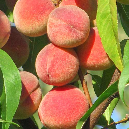 Pfirsich Peace interface.image 1 interface.art 6941