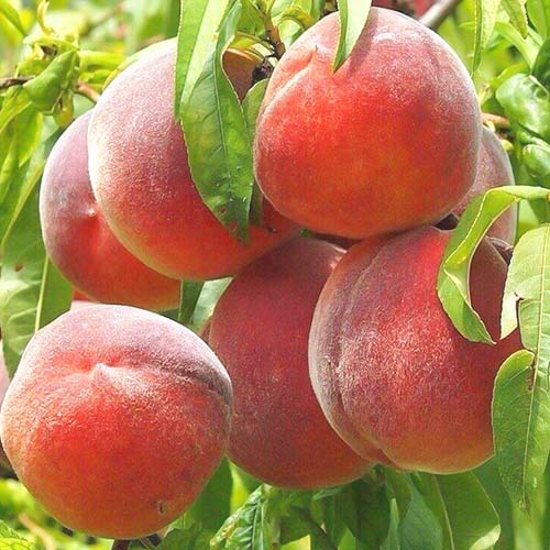 Pfirsich Royal Summer, С2 interface.image 1 interface.art 6940