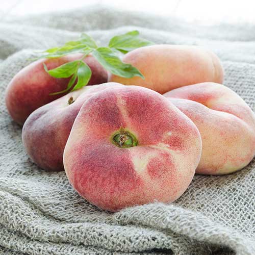 Pfirsich Saturn interface.image 1 interface.art 5672