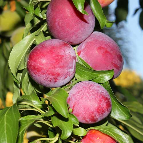 Pflaume (columnar) Red Lure interface.art Bild 1 Pflaume (columnar) Red Lure interface.image 1 interface.art 2022