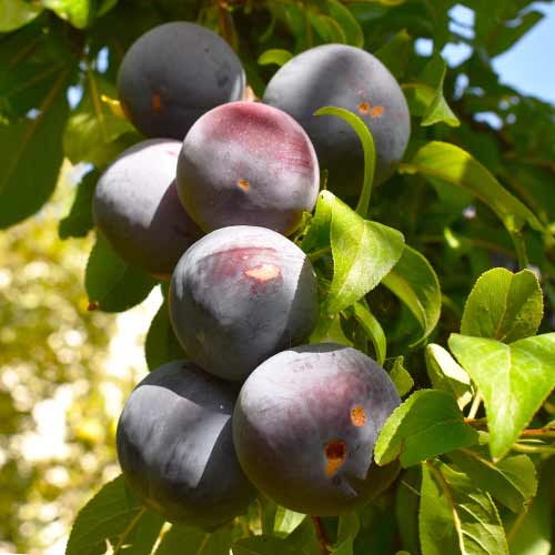 Pflaume (columnar) Sonic Lady interface.art Bild 1 Pflaume (columnar) Sonic Lady interface.image 1 interface.art 2023