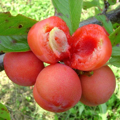 Pflaume Jamaica, С2 interface.image 1 interface.art 4309