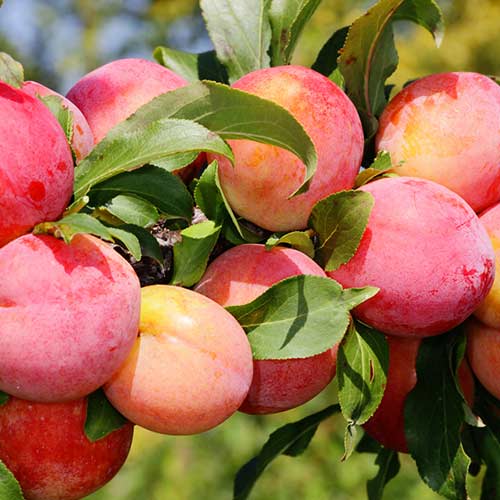 Pflaume Red Freedom interface.image 1 interface.art 4310