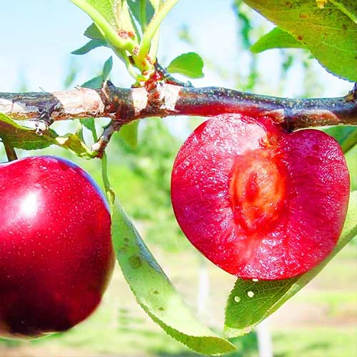 Pflaume Red Lure, С2 interface.image 1 interface.art 4311