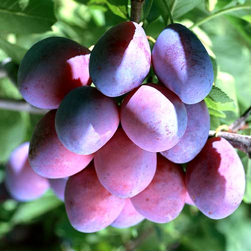 Pflaume Stanley, С2 interface.image 1 interface.art 4314