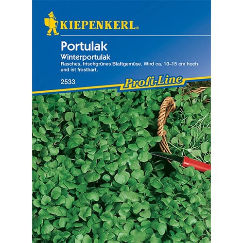 Portulak Winterportulak interface.art Bild 1 Portulak Winterportulak interface.image 1 interface.art 96565