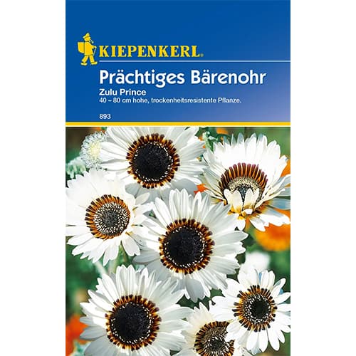 Prächtiges Bärenohr Zulu Prince interface.art Bild 1 Prächtiges Bärenohr Zulu Prince interface.image 1 interface.art 77423